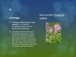4.
                                      Nom científic: Origanum
L’orenga                              vulgare
 L'orenga, herba musca o roca
  morera, és una planta
  aromàtica, perenne, de la
  família de les labiàcies.
 L'orenga creix en terres poc
  fèrtils que pertanyen a zones
  caloroses. També es troba en
  boscos poc densos i a la vora
  dels camins. Floreix a partir del
  mes de maig, més tard ho fa a
  les àrees muntanyoses del nord
  i es manté així fins l'octubre.
 