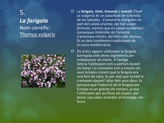 5.                 La farigola, timó, timonet o tomell (Thym
                    us vulgaris) és un subarbust de la família
La farigola         de les labiades . S'anomena «farigola» en
                    part del català oriental, del llatí vulgar
Nom científic:      ferricula, mentre que en català occidental i
                    comarques limítrofes de l'oriental
Thymus vulgaris     s'anomena «timó», del llatí culte thymus.
                    És un dels condiments tradicionals de
                    la cuina mediterrània.
                   Els antics egipcis utilitzaven la farigola
                    barrejada amb altres ingredients per
                    embalsamar els morts. A l'antiga
                    Grècia l'utilitzaven com a perfum durant
                    els banys i la cremaven com a encens als
                    seus temples creient que la farigola era
                    una font de valor, és per això que també la
                    cremaven davant l'altar dels seus déus. Es
                    pensava que l'extensió de la farigola per
                    Europa va ser gràcies als romans, ja que
                    l'utilitzaven per purificar els espais i per
                    donar una sabor aromàtic al formatge i als
                    licors.
 
