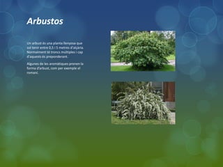Arbustos

Un arbust és una planta llenyosa que
sol tenir entre 0,5 i 5 metres d'alçària.
Normalment té troncs múltiples i cap
d'aquests és preponderant.
Algunes de les aromàtiques prenen la
forma d’arbust, com per exemple el
romaní.
 