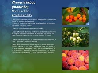 Cirerer d’arboç
(madroño)
Nom científic:
Arbutus unedo
L'arboç (Arbutus unedo), és un arbusts o arbre petit autòctons dels
boscos de les zones mediterrànies.
Els arboços són els fruits de l'arbre. Aquesta espècie es considera
susceptible a incendis i piròfila.
L'arbre és assoleix entre 5 i 15 metres d'alçada.
Les seves fulles són de marge dentat d'una dotzena de centímetres
de llarg són persistents i ovalades, de color verd fosc brillant per
sobre, de color verd més pàl·lid al revers. Són rics en tanins.

Les flors són de color blanc i en forma de campanes que pengen en
raïms i apareixen al setembre-octubre.
El fruit és de color vermell-ataronjat quan és madur, és una baia
carnosa, esfèrica, de pell aspra i cobert amb petits pics cònics. És
un fruit comestible, de no gaire sabor i que és madur a l'hivern. És
ric en vitamina C. La polpa és suau, tot i que una mica de farinosa, i
conté moltes llavors petites. Els fruits triguen un any a madurar.
 