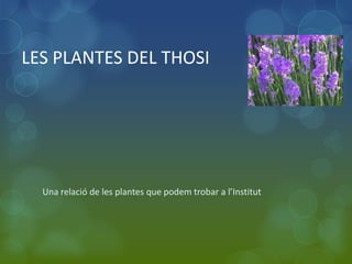 LES PLANTES DEL THOSI




  Una relació de les plantes que podem trobar a l’Institut
 