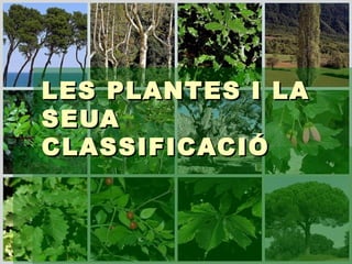 LES PLANTES I LA
SEUA
CLASSIFICACIÓ
 