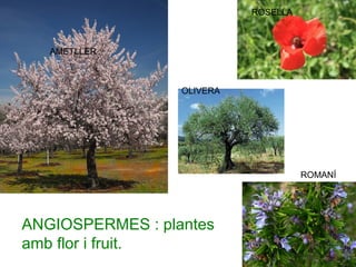 AMETLLER
OLIVERA
ROSELLA
ROMANÍ
ANGIOSPERMES : plantes
amb flor i fruit.
 