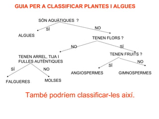 GUIA PER A CLASSIFICAR PLANTES I ALGUES
SÓN AQUÀTIQUES ?
SÍ NO
ALGUES
TENEN FLORS ?
SÍNO
TENEN FRUITS ?
SÍ
NO
ANGIOSPERMES GIMNOSPERMES
TENEN ARREL, TIJA I
FULLES AUTÈNTIQUES
SÍ NO
FALGUERES MOLSES
També podríem classificar-les així.
 