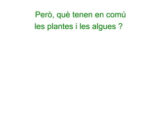 Però, què tenen en comú
les plantes i les algues ?
 