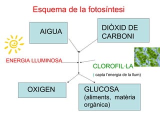 Esquema de la fotosíntesi
AIGUA
DIÒXID DE
CARBONI
OXIGEN GLUCOSA
(aliments, matèria
orgànica)
ENERGIA LLUMINOSA
CLOROFIL·LA
( capta l’energia de la llum)
 