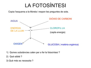 LA FOTOSÍNTESI
AIGUA
DIÒXID DE CARBONI
OXIGEN GLUCOSA ( matèria orgànica)
ENERGIA
DE LA LLUM
CLOROFIL·LA
(capta energia)
1) Quines substàncies calen per a fer la fotosíntesi ?
2) Què sóbté ?
3) Què més es necessita ?
Copia l’esquema a la llibreta i respon les preguntes de sota.
 