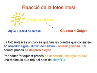 Reacció de la fotosíntesi
Aigua + Diòxid de carboni Glucosa + Oxigen
Energia de la llum
La fotosíntesi és un procés que fan les plantes que consisteix
en absorbir aigua i diòxid de carboni i obtenir glucosa. En
aquest procés es desprén oxigen.
Per poder fer aquest procés en necessita l’energia del Sol i
una molècula que rep del nom de clorofil·la.
 