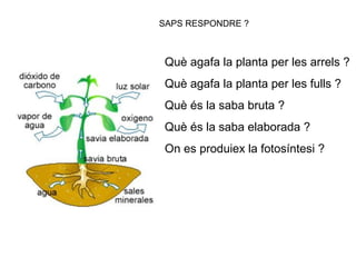 Què agafa la planta per les arrels ?
Què agafa la planta per les fulls ?
Què és la saba bruta ?
Què és la saba elaborada ?
On es produiex la fotosíntesi ?
SAPS RESPONDRE ?
 
