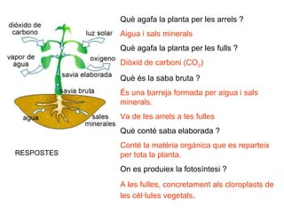 Què agafa la planta per les arrels ?
Aigua i sals minerals
Què agafa la planta per les fulls ?
Diòxid de carboni (CO2)
Què és la saba bruta ?
És una barreja formada per aigua i sals
minerals.
Va de les arrels a les fulles
Què conté saba elaborada ?
Conté la matèria orgànica que es reparteix
per tota la planta.
On es produiex la fotosíntesi ?
A les fulles, concretament als cloroplasts de
les cèl·lules vegetals.
RESPOSTES
 
