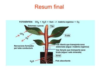 Resum final
 