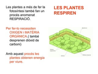 Les plantes a més de fer la
fotosíntesi també fan un
procés anomenat
RESPIRACIÓ.
Per fer-lo necessiten
OXIGEN i MATÈRIA
ORGÀNICA.( també
desprenen diòxid de
carboni)
Amb aquest procés les
plantes obtenen energia
per viure.
LES PLANTES
RESPIREN
 