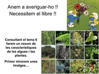 Anem a averiguar-ho !!
Necessitem el llibre !!
Consultant el tema 6
farem un resum de
les característiques
de les algues i les
plantes.
Primer mirarem unes
imatges…
 