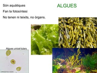 Algues unicel·lulars
ALGUESSón aquàtiques
Fan la fotosíntesi
No tenen ni teixits, no òrgans.
 
