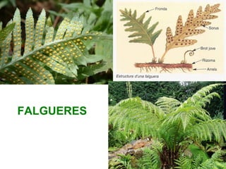 FALGUERES
 