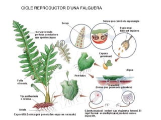 CICLE REPRODUCTOR D’UNA FALGUERA
 