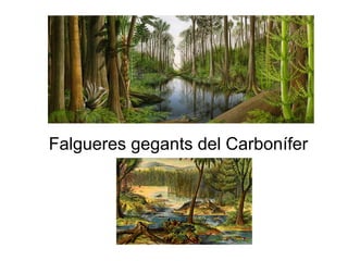 Falgueres gegants del Carbonífer
 