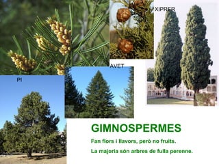 GIMNOSPERMES
Fan flors i llavors, però no fruits.
La majoria són arbres de fulla perenne.
PI
XIPRER
AVET
 