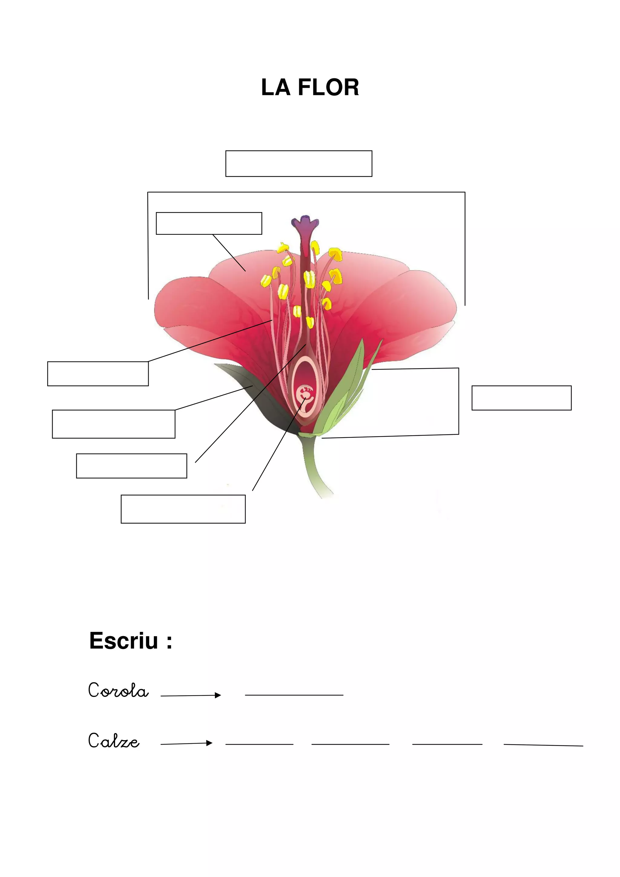 LA FLOR




Escriu :

Corola


Calze
 