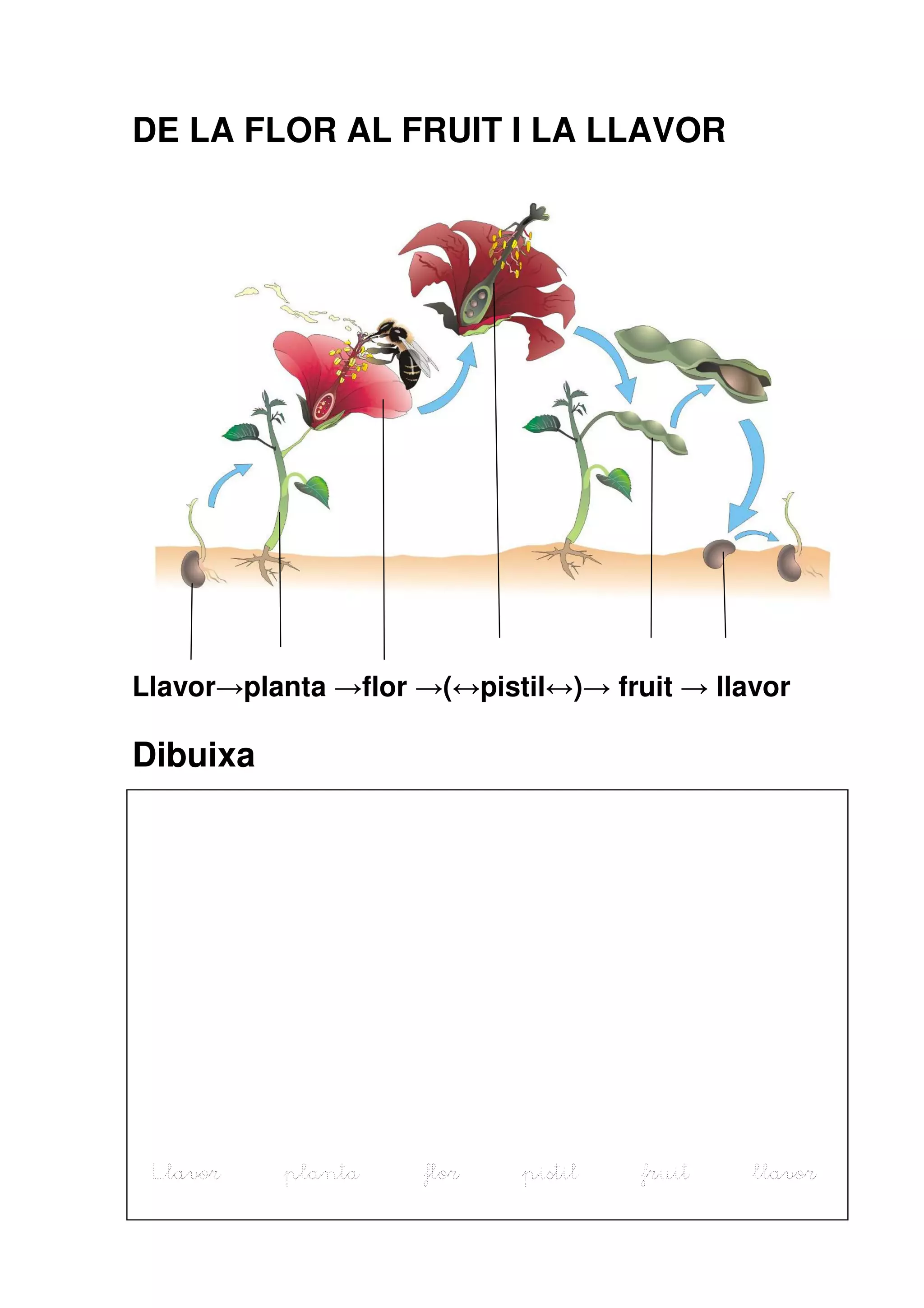 DE LA FLOR AL FRUIT I LA LLAVOR




Llavor→planta →flor →(↔pistil↔)→ fruit → llavor

Dibuixa




 Llavor   planta    flor   pistil   fruit   llavor
 