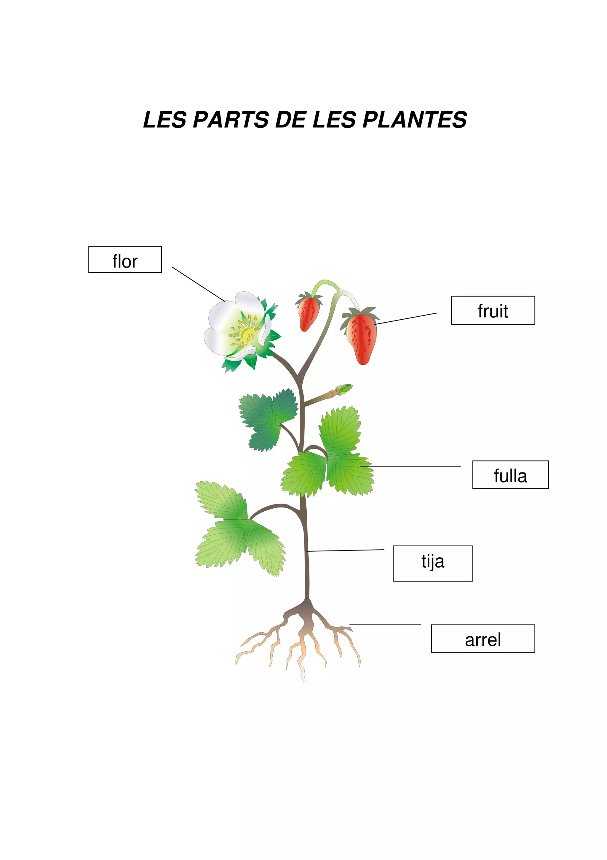 LES PARTS DE LES PLANTES




flor

                                   fruit




                                     fulla



                           tija



                                  arrel
 