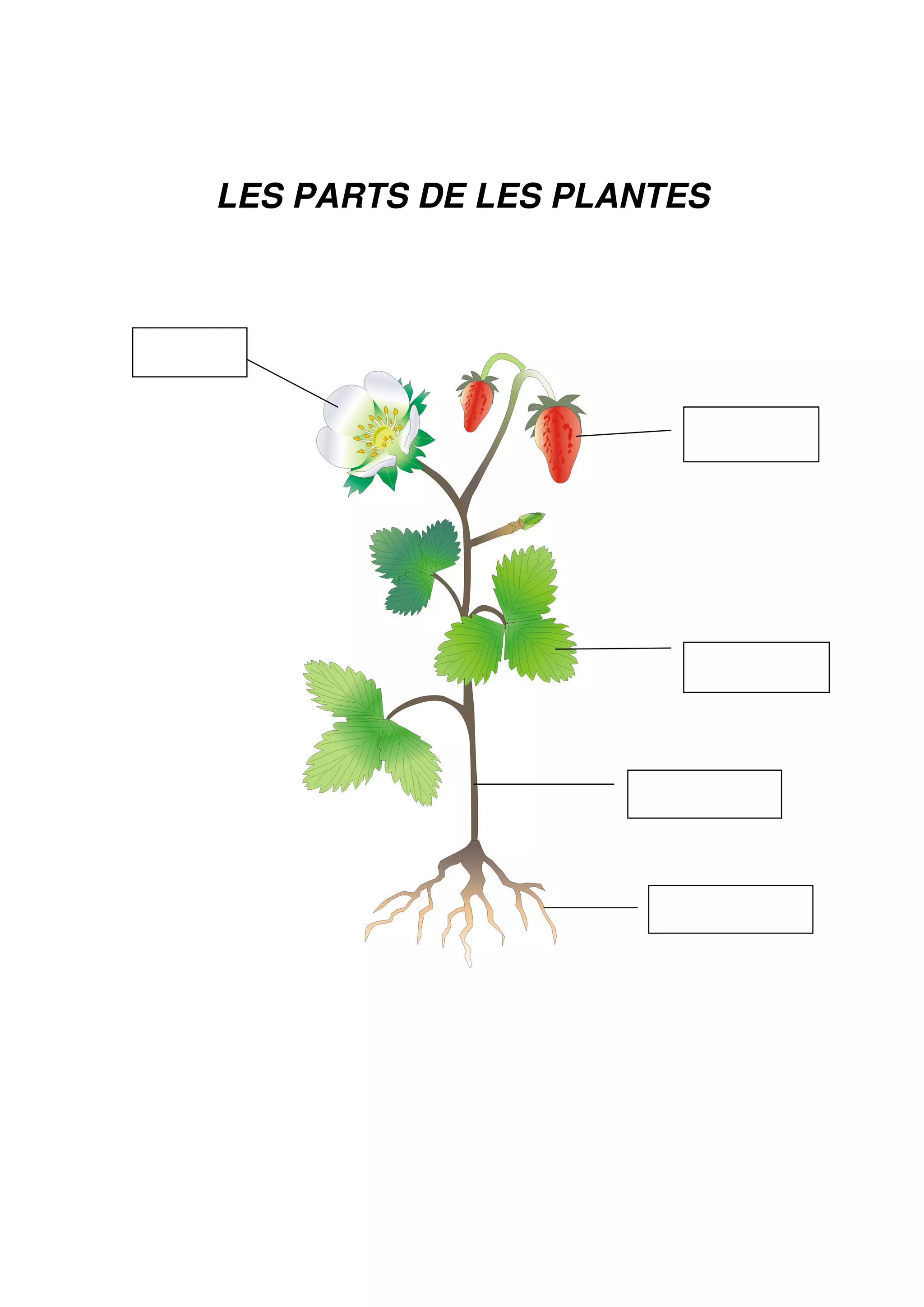 LES PARTS DE LES PLANTES
 