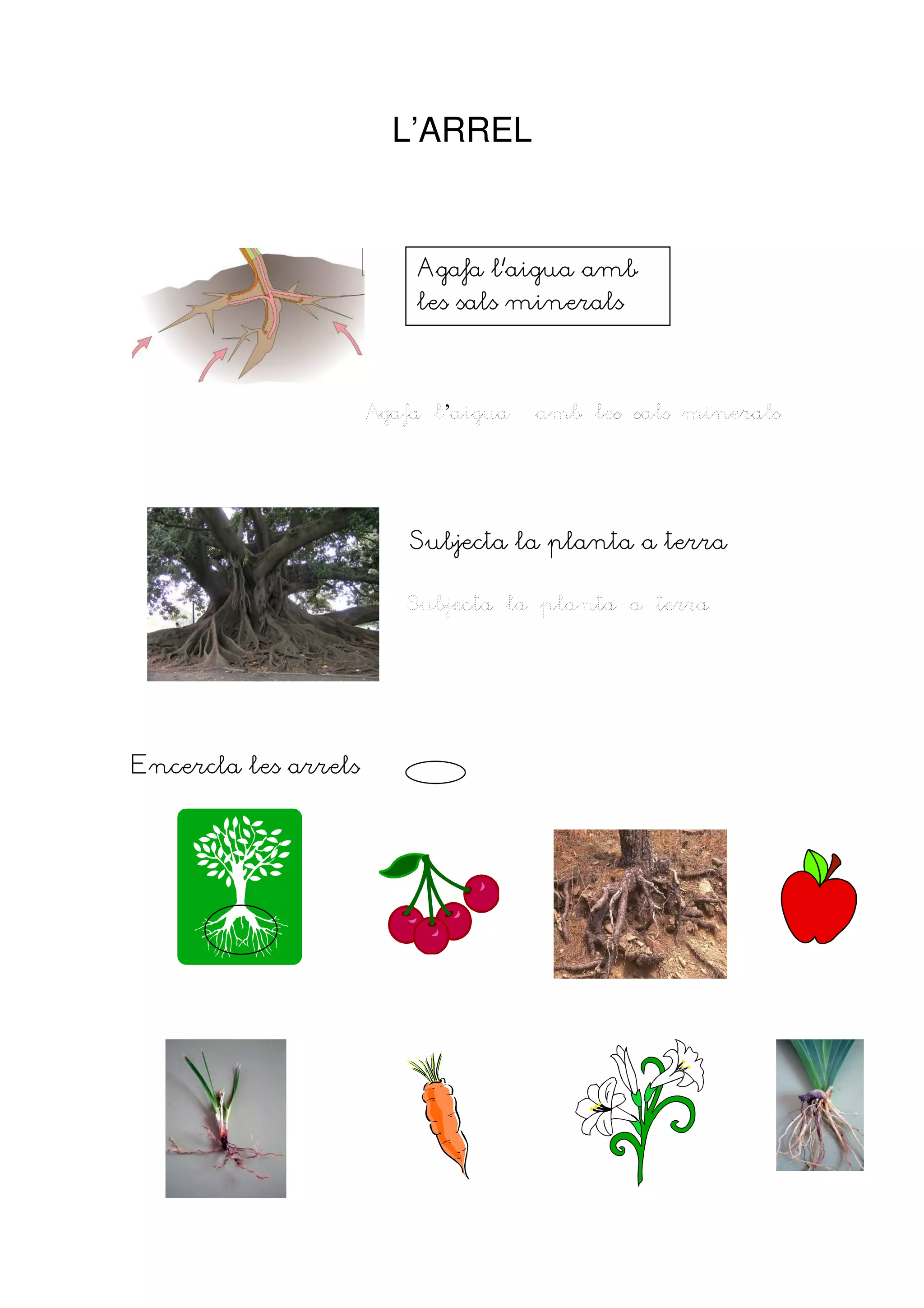 L’ARREL


                          Agafa l’aigua amb
                          les sals minerals




                      Agafa l’aigua   amb les sals minerals




                          Subjecta la planta a terra

                         Subjecta la planta a terra




Encercla les arrels
 