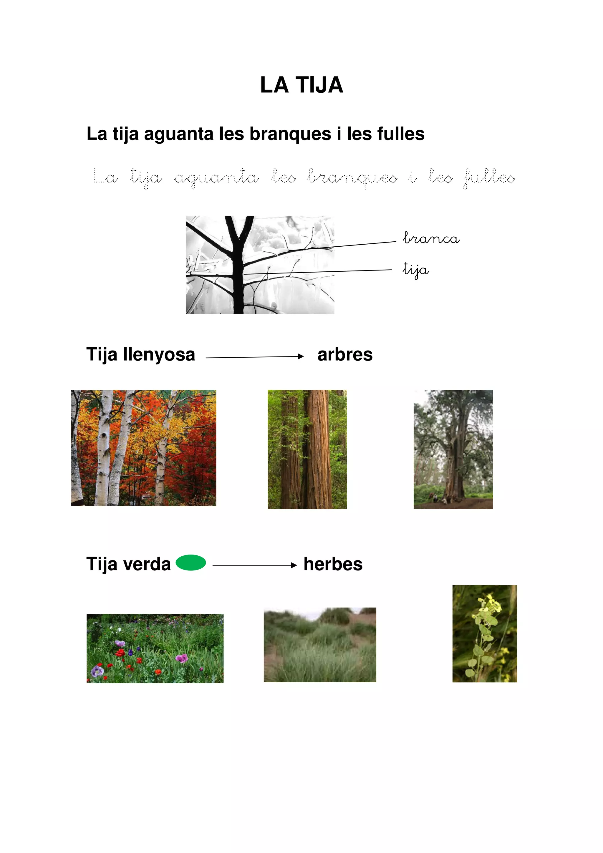 LA TIJA

La tija aguanta les branques i les fulles

La tija aguanta les branques i les fulles

                                      branca

                                      tija




Tija llenyosa              arbres




Tija verda                herbes
 