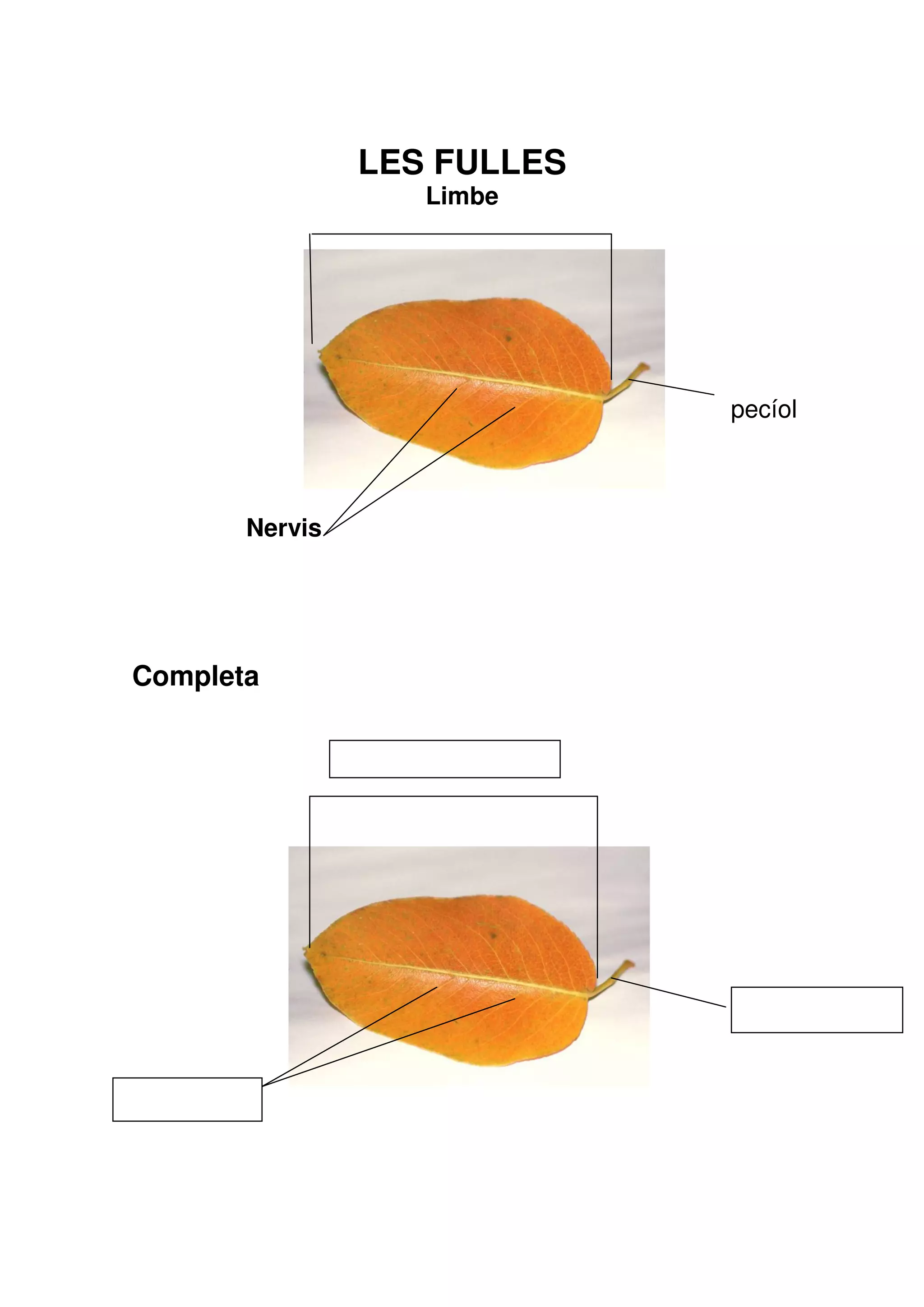 LES FULLES
                   Limbe




                             pecíol



       Nervis




Completa
 