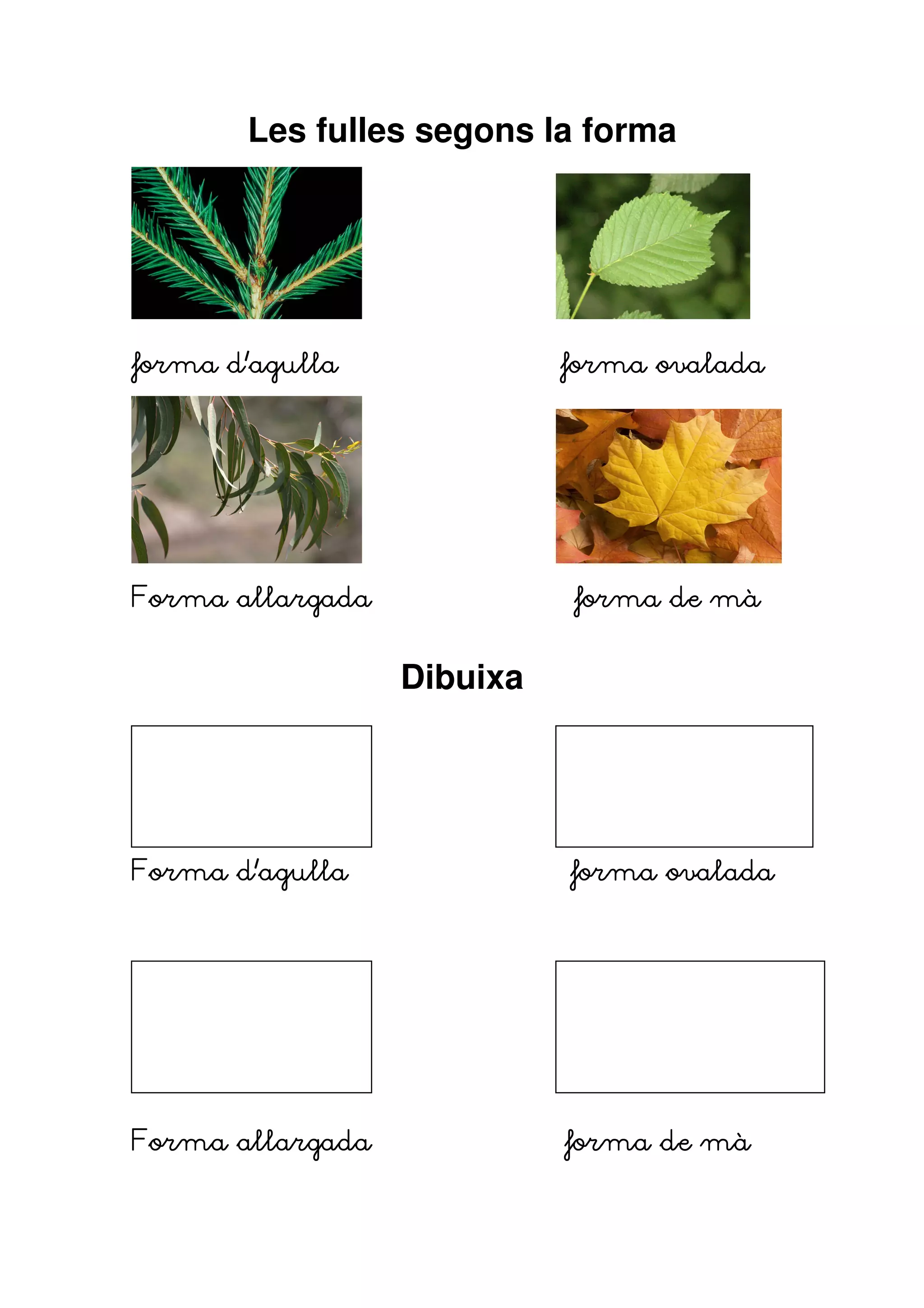 Les fulles segons la forma




forma d’agulla              forma ovalada




Forma allargada             forma de mà


                  Dibuixa




Forma d’agulla              forma ovalada




Forma allargada             forma de mà
 