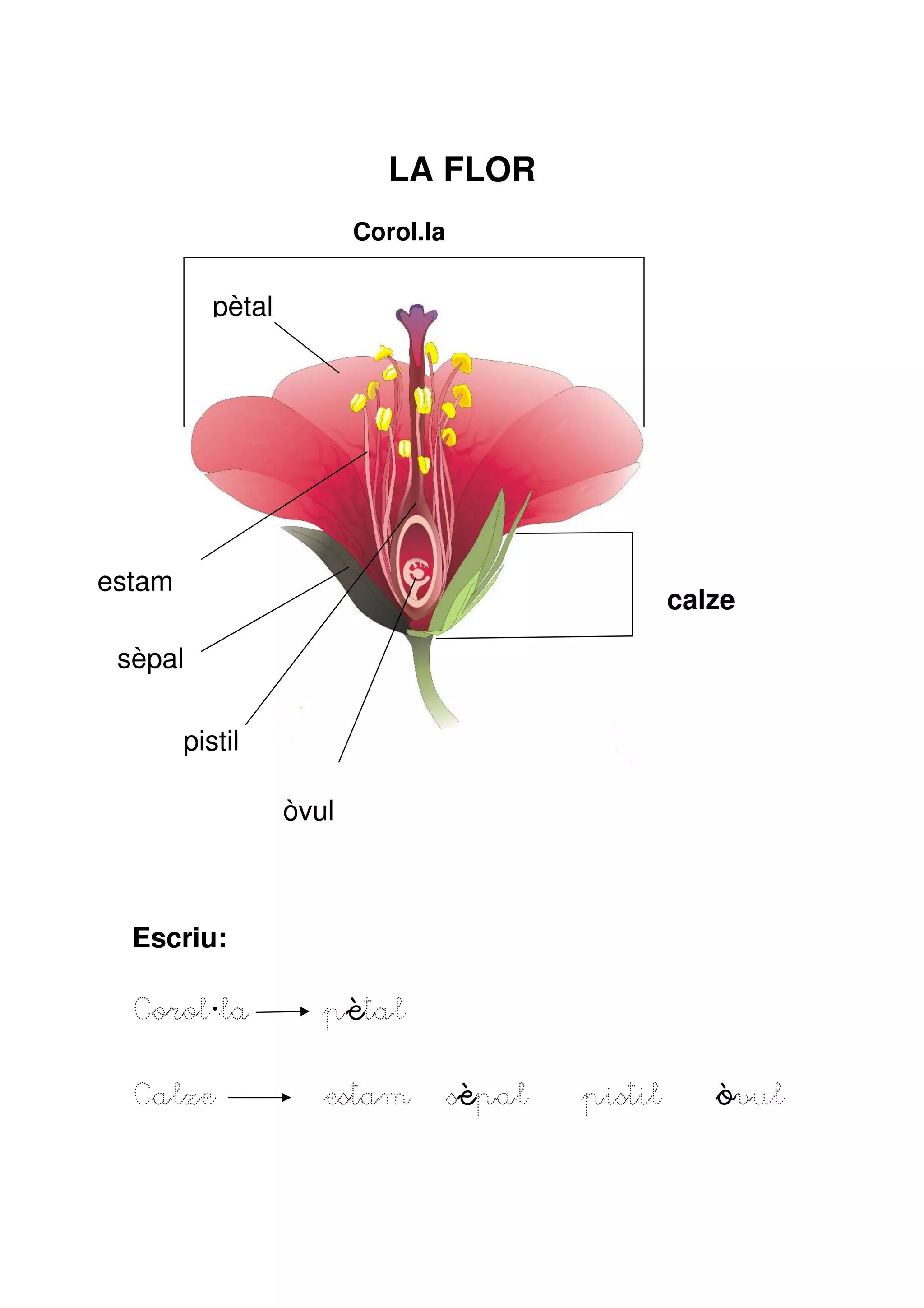 LA FLOR
                          Corol.la


           pètal




estam
                                                      calze

 sèpal

        pistil

                   òvul



  Escriu:

  Corol la            pè
                      pètal

  Calze               estam          sèpal   pistil      òvul
 