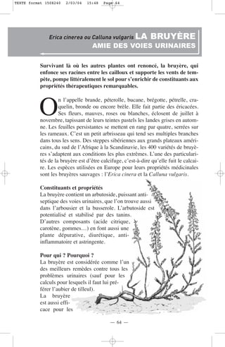 TEXTE format 150X240   2/03/04   15:48   Page 64




               Erica cinerea ou Calluna vulgaris LA            BRUYÈRE
                                    AMIE DES VOIES URINAIRES

           Survivant là où les autres plantes ont renoncé, la bruyère, qui
           enfonce ses racines entre les cailloux et supporte les vents de tem-
           pête, pompe littéralement le sol pour s’enrichir de constituants aux
           propriétés thérapeutiques remarquables.



          O
                    n l’appelle brande, péterolle, bucane, brégotte, pétrelle, cra-
                    quelin, bronde ou encore brèle. Elle fait partie des éricacées.
                    Ses fleurs, mauves, roses ou blanches, éclosent de juillet à
           novembre, tapissant de leurs teintes pastels les landes grises en autom-
           ne. Les feuilles persistantes se mettent en rang par quatre, serrées sur
           les rameaux. C’est un petit arbrisseau qui tend ses multiples branches
           dans tous les sens. Des steppes sibériennes aux grands plateaux améri-
           cains, du sud de l’Afrique à la Scandinavie, les 400 variétés de bruyè-
           res s’adaptent aux conditions les plus extrêmes. L’une des particulari-
           tés de la bruyère est d’être calcifuge, c’est-à-dire qu’elle fuit le calcai-
           re. Les espèces utilisées en Europe pour leurs propriétés médicinales
           sont les bruyères sauvages : l’Erica cinera et la Calluna vulgaris.

           Constituants et propriétés
           La bruyère contient un arbutoside, puissant anti-
           septique des voies urinaires, que l’on trouve aussi
           dans l’arbousier et la busserole. L’arbutoside est
           potentialisé et stabilisé par des tanins.
           D’autres composants (acide citrique,
           carotène, gommes…) en font aussi une
           plante dépurative, diurétique, anti-
           inflammatoire et astringente.

           Pour qui ? Pourquoi ?
           La bruyère est considérée comme l’un
           des meilleurs remèdes contre tous les
           problèmes urinaires (sauf pour les
           calculs pour lesquels il faut lui pré-
           férer l’aubier de tilleul).
           La bruyère
           est aussi effi-
           cace pour les

                                            — 64 —
 