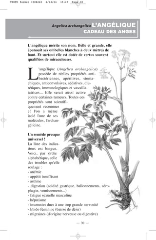 TEXTE format 150X240   2/03/04   15:47   Page 30




                          Angelica archangelica L’ANGÉLIQUE
                                                   CADEAU DES ANGES

           L'angélique mérite son nom. Belle et grande, elle
           épanouit ses ombelles blanches à deux mètres de
           haut. Et surtout elle est dotée de vertus souvent
           qualifiées de miraculeuses.



          L
                  'angélique (Angelica archangelica)
                  possède de réelles propriétés anti-
                  bactériennes, apéritives, stoma-
           chiques, anticonvulsives, sédatives, diu-
           rétiques, immunologiques et vasodila-
           tatrices... Elle serait aussi active
           contre certaines tumeurs. Toutes ces
           propriétés sont scientifi-
           quement reconnues
           et l'on a même
           isolé l'une de ses
           molécules, l'archan-
           gélicine.

           Un remède presque
           universel !
           La liste des indica-
           tions est longue.
           Voici, par ordre
           alphabétique, celle
           des troubles qu'elle
           soulage :
           - anémie
           - appétit insuffisant
           - asthme
           - digestion (acidité gastrique, ballonnements, aéro-
           phagie, vomissements...)
           - fatigue sexuelle masculine
           - hépatisme
           - insomnies dues à une trop grande nervosité
           - libido féminine (baisse de désir)
           - migraines (d'origine nerveuse ou digestive)

                                           — 30 —
 