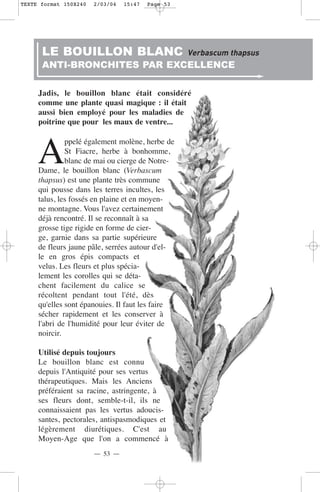 TEXTE format 150X240   2/03/04   15:47   Page 53




      LE BOUILLON BLANC                            Verbascum thapsus
      ANTI-BRONCHITES PAR EXCELLENCE

     Jadis, le bouillon blanc était considéré
     comme une plante quasi magique : il était
     aussi bien employé pour les maladies de
     poitrine que pour les maux de ventre...



     A
              ppelé également molène, herbe de
              St Fiacre, herbe à bonhomme,
              blanc de mai ou cierge de Notre-
     Dame, le bouillon blanc (Verbascum
     thapsus) est une plante très commune
     qui pousse dans les terres incultes, les
     talus, les fossés en plaine et en moyen-
     ne montagne. Vous l'avez certainement
     déjà rencontré. Il se reconnaît à sa
     grosse tige rigide en forme de cier-
     ge, garnie dans sa partie supérieure
     de fleurs jaune pâle, serrées autour d'el-
     le en gros épis compacts et
     velus. Les fleurs et plus spécia-
     lement les corolles qui se déta-
     chent facilement du calice se
     récoltent pendant tout l'été, dès
     qu'elles sont épanouies. Il faut les faire
     sécher rapidement et les conserver à
     l'abri de l'humidité pour leur éviter de
     noircir.

     Utilisé depuis toujours
     Le bouillon blanc est connu
     depuis l'Antiquité pour ses vertus
     thérapeutiques. Mais les Anciens
     préféraient sa racine, astringente, à
     ses fleurs dont, semble-t-il, ils ne
     connaissaient pas les vertus adoucis-
     santes, pectorales, antispasmodiques et
     légèrement diurétiques. C'est au
     Moyen-Age que l'on a commencé à
                       — 53 —
 