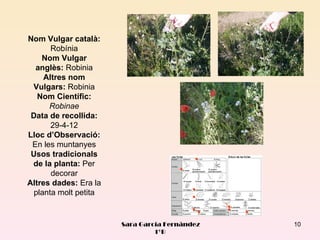 Nom Vulgar català:
       Robínia
    Nom Vulgar
  anglès: Robinia
     Altres nom
 Vulgars: Robinia
   Nom Científic:
      Robinae
 Data de recollida:
       29-4-12
Lloc d’Observació:
 En les muntanyes
 Usos tradicionals
 de la planta: Per
       decorar
Altres dades: Era la
  planta molt petita


                       Sara García Fernández   10
                                1ºB
 