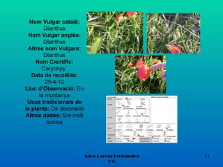 Nom Vulgar català:
        Dianthus
  Nom Vulgar anglès:
        Dianthus
 Altres nom Vulgars:
        Dianthus
     Nom Científic:
       Caryohpy
   Data de recollida:
         29-4-12
Lloc d’Observació: En
      la muntanya
 Usos tradicionals de
la planta: De decoració
Altres dades: Era molt
         bonica




                          Sara García Fernández   11
                                   1ºB
 