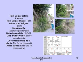 Nom Vulgar català:
           Palmera
 Nom Vulgar anglès: Palm
    Altres nom Vulgars:
           Paume
       Nom Científic:
    Trachycarpus fortunei
Data de recollida: 12-5-12
 Lloc d’Observació: El lloc
        es en la ciutat
  Usos tradicionals de la
planta: Per fer de decoració
 Altres dades: En la fulla té
        com un pinxo



                            Sara García Fernández   12
                                     1ºB
 