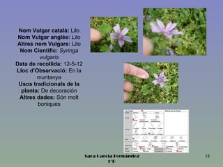 Nom Vulgar català: Lilo
 Nom Vulgar anglès: Lilo
 Altres nom Vulgars: Lilo
  Nom Científic: Syringa
          vulgaris
Data de recollida: 12-5-12
Lloc d’Observació: En la
         muntanya
 Usos tradicionals de la
  planta: De decoración
  Altres dades: Són molt
         boniques




                             Sara García Fernández   13
                                      1ºB
 