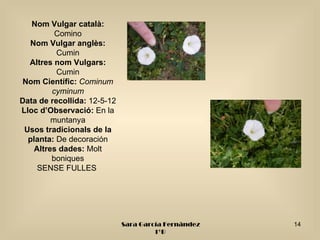 Nom Vulgar català:
         Comino
  Nom Vulgar anglès:
          Cumin
  Altres nom Vulgars:
          Cumin
 Nom Científic: Cominum
        cyminum
Data de recollida: 12-5-12
Lloc d’Observació: En la
        muntanya
 Usos tradicionals de la
  planta: De decoración
   Altres dades: Molt
        boniques
    SENSE FULLES




                             Sara García Fernández   14
                                      1ºB
 