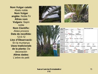 Nom Vulgar català:
    Abeto noble
    Nom Vulgar
 anglès: Noble Fir
     Altres nom
  Vulgars: Sapin
        noble
   Nom Científic:
   Abies procera
 Data de recollida:
       12-5-12
Lloc d’Observació:
  En la muntanya
 Usos tradicionals
  de la planta: De
     decoración
   Altres dades:
   L’arbre és petit



                      Sara García Fernández   15
                               1ºB
 