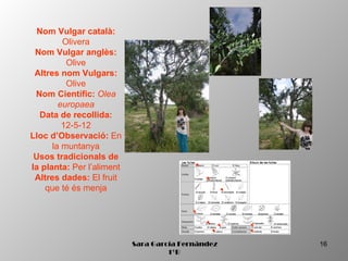 Nom Vulgar català:
         Olivera
 Nom Vulgar anglès:
          Olive
 Altres nom Vulgars:
          Olive
 Nom Científic: Olea
        europaea
  Data de recollida:
         12-5-12
Lloc d’Observació: En
      la muntanya
 Usos tradicionals de
la planta: Per l’aliment
 Altres dades: El fruit
    que té és menja




                           Sara García Fernández   16
                                    1ºB
 