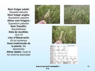 Nom Vulgar català:
  Equiseto palustre
Nom Vulgar anglès:
 Equisetum palustre
Altres nom Vulgars:
 Equisetum palustre
    Nom Científic:
     Equisetáceas
  Data de recollida:
        12-5-12
 Lloc d’Observació:
    En la muntanya
Usos tradicionals de
     la planta: De
      decoración
Altres dades: Cuan la
he mirat he esornudat



                        Sara García Fernández   18
                                 1ºB
 