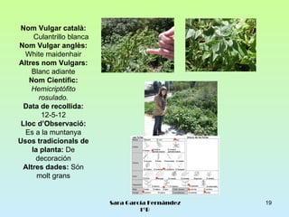 Nom Vulgar català:
      Culantrillo blanca
Nom Vulgar anglès:
  White maidenhair
Altres nom Vulgars:
     Blanc adiante
   Nom Científic:
    Hemicriptófito
       rosulado.
  Data de recollida:
        12-5-12
 Lloc d’Observació:
  Es a la muntanya
Usos tradicionals de
     la planta: De
      decoración
  Altres dades: Són
       molt grans


                           Sara García Fernández   19
                                    1ºB
 