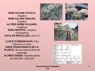 NOM VULGAR CATALÀ:
         Angèlica
  NOM VULGAR ANGLÉS:
         Angelica
 ALTRES NOMS VULGARS:
         Angélique
  NOM CIENTÍFIC: Angelica
       archangelica
DATA DE RECOLLIDA: 29-4-12

 LLOCS D’OBSERVACIÓ: S’ha
      torbat en un bosc
 USOS TRADICIONALS DE LA
PLANTA: Se usa para el dolor de
          estomago
ALTRES DADES: Aquesta planta
    es molt alta i molt gran


                           Sara García Fernández   2
                                    1ºB
 