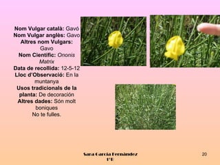 Nom Vulgar català: Gavó
Nom Vulgar anglès: Gavo
  Altres nom Vulgars:
          Gavo
 Nom Científic: Ononis
          Matrix
Data de recollida: 12-5-12
Lloc d’Observació: En la
        muntanya
 Usos tradicionals de la
  planta: De decoración
 Altres dades: Són molt
        boniques
       No te fulles.




                             Sara García Fernández   20
                                      1ºB
 