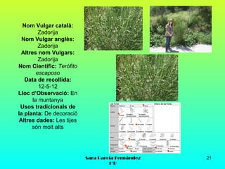 Nom Vulgar català:
         Zadorija
  Nom Vulgar anglès:
         Zadorija
 Altres nom Vulgars:
         Zadorija
Nom Científic: Terófito
        escaposo
   Data de recollida:
         12-5-12
Lloc d’Observació: En
      la muntanya
 Usos tradicionals de
la planta: De decoració
Altres dades: Les tijes
      són molt alts




                          Sara García Fernández   21
                                   1ºB
 