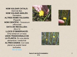 NOM VULGAR CATALÀ:
         Dent de lleó.
  NOM VULGAR ANGLÉS:
          Dandelion
ALTRES NOMS VULGARS:
            Pissenlit
NOM CIENTÍFIC: Taraxacum
          officionale
   DATA DE RECOLLIDA:
            29-4-12            .
  LLOCS D’OBSERVACIÓ:
    S’ha torbat en un bosc
 USOS TRADICIONALS DE
 LA PLANTA: Es una planta
    alimenticia i medicinal.
 ALTRES DADES: Con està
    planat se puede hacer
           buñuelos.
          No té fulla
                           Sara García Fernández   3
                                    1ºB
 