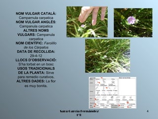 NOM VULGAR CATALÀ:
  Camparnula carpatica
NOM VULGAR ANGLÉS:
  Campanula carpatica
     ALTRES NOMS
 VULGARS: Campanula
         carpatica
NOM CIENTÍFIC: Farolillo
     de los Cárpatos
 DATA DE RECOLLIDA:
          29-4-12
LLOCS D’OBSERVACIÓ:
  S’ha torbat en un bosc
 USOS TRADICIONALS
 DE LA PLANTA: Sirve
 para remedio curativos.
ALTRES DADES: La flor
      es muy bonita.




                           Sara García Fernández   4
                                    1ºB
 
