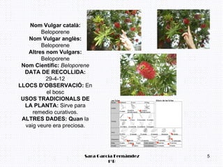 Nom Vulgar català:
        Beloporene
   Nom Vulgar anglès:
        Beloporene
   Altres nom Vulgars:
        Beloporene
 Nom Científic: Beloporene
  DATA DE RECOLLIDA:
          29-4-12
LLOCS D’OBSERVACIÓ: En
          el bosc
 USOS TRADICIONALS DE
  LA PLANTA: Sirve para
     remedio curativos.
 ALTRES DADES: Quan la
  vaig veure era preciosa.




                       Sara García Fernández   5
                                1ºB
 