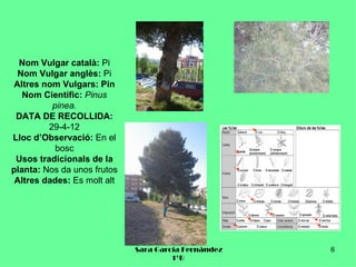 Nom Vulgar català: Pi
 Nom Vulgar anglès: Pi
Altres nom Vulgars: Pin
   Nom Científic: Pinus
          pinea.
 DATA DE RECOLLIDA:
         29-4-12
Lloc d’Observació: En el
           bosc
 Usos tradicionals de la
planta: Nos da unos frutos
 Altres dades: Es molt alt




                             Sara García Fernández   6
                                      1ºB
 